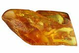 Two Detailed Fossil Ants (Formicidae) In Baltic Amber #173678-1